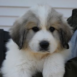 Great Pyrenees Puppies from White O'Morn Farm AKC Great Pyrenees