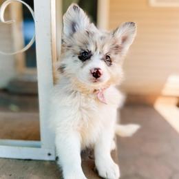 Pip - Merle female Pomsky puppy in Cleveland, Ohio from Lake Point Pomskies