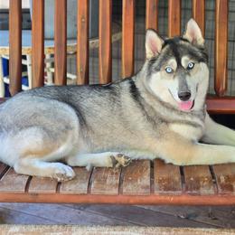 4 Mishka - Agouti and white female Siberian Husky puppy in Dane, Wisconsin from Sunny Hurricane Siberians