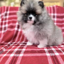 TooToo - Tri-colored female Pomeranian puppy in Glendale, Arizona from Sun Flower Pom