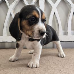 Purple - Black tan and white female Beagle puppy in Henefer, Utah from Lazy G Kennels