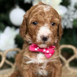 Yara - Pink collar female - Red  female Goldendoodle puppy in Yuciapa, California from AlltheDoodlez_