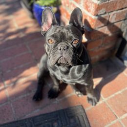 Mazey - French Bulldog