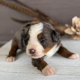 Omelet - Blue merle male Bernedoodle puppy in El Campo, Texas from Little Fur Friends Bernedoodles