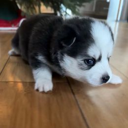 White Collar - Black and white female Pomsky puppy in Exeter, Rhode Island from Ocean State Pomskies