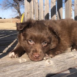 Miniature Australian Shepherd Puppies from Helm Farms Aussies