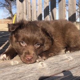 Miniature Australian Shepherd Puppies from Helm Farms Aussies