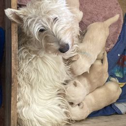 Katie - Scottish Terrier
