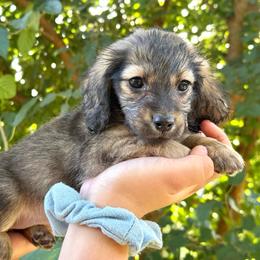 Blanche - Cream female Dachshund puppy in Youngstown, Florida from Paradox Dachshunds