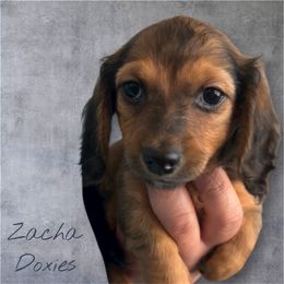 Daisy - Red female Dachshund puppy in Marseilles, Illinois from Zacha’s Doxie House