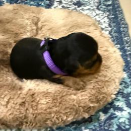 Purple - Black and tan female Yorkshire Terrier puppy in North Las Vegas, Nevada from KD's Yorkshire Terriers