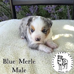 Davy - Blue merle male Miniature Australian Shepherd puppy in Jaroso, Colorado from Heaven Sent Aussies