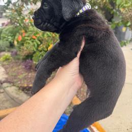 Girl 1 - Black female Cane Corso puppy in Dunn, North Carolina from Carter’s Corso