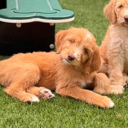 Nibble - Apricot female Goldendoodle puppy in Garland, Texas from Twilight Doodles