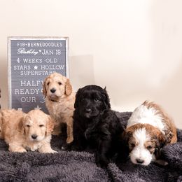 Bernedoodle Puppies from Sugarcreek Haven Bernedoodles