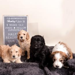 Bernedoodle Puppies from Sugarcreek Haven Bernedoodles