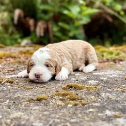 Duke (Green Collar) - Red male Bernedoodle puppy in Stanwood, Washington from Butter Cup Pups and Paws