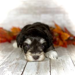 Miniature Schnauzer Puppies from Silver Sage Schnauzers