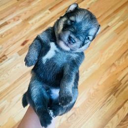 Maui (Pet Only Contract) - Wolf sable male Pomsky puppy in Greenville, South Carolina from Thicketty Mountain Pomskies