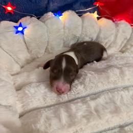 AKC Cholcolate and tan piebald male - Piebald male Dachshund puppy in Erie, Michigan from Champagne’s Grinch Toe’d Dachshunds