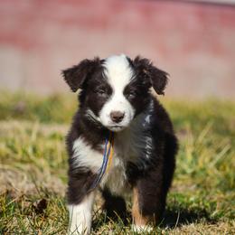 Blue orange girl - Red & white female Australian Shepherd puppy in Clarkrange, Tennessee from Vom Wolff