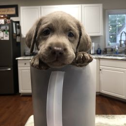 Labrador Retriever Puppies from KMC Gun Dogs