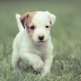 Jack Russell Terrier Puppies from Little Eden Jack Russell Terriers