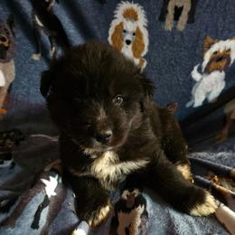 Renegade - Black male Siberian Husky puppy in Urbana, Ohio from Fairhaven's Siberian Huskies