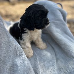 Lizzy - Black and white Cavapoo puppy in Tahlequah, Oklahoma from Love Some Dogs Dachshunds & Cavalier King Charles Spaniels,Cavapoos