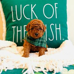 Everest - Petite - Red  male Goldendoodle puppy in Elizabethtown, Kentucky from Reddy Poodles & Doodles