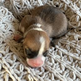 April - Red female Pembroke Welsh Corgi puppy in Springfield, Missouri from Hansen Corgis