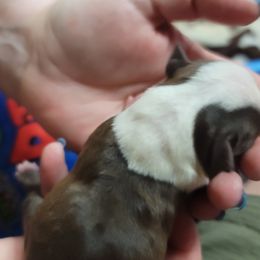 Boston Terrier Puppies from Amanda's Terriers