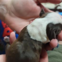 Boston Terrier Puppies from Amanda's Terriers