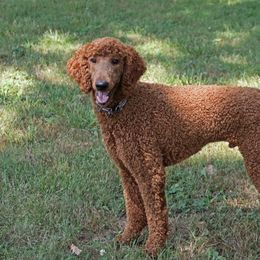 Summitt - Poodle