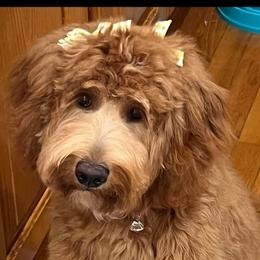 Annie - Goldendoodle