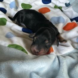 Violin - Sable female Dachshund puppy in Wolf Lake, Indiana from Canisteo Dachshunds