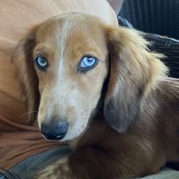 Blue - Dachshund
