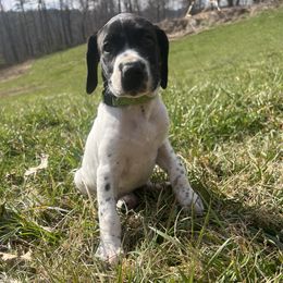 German Shorthaired Pointer Puppies from Pilgrims Trails Pointers