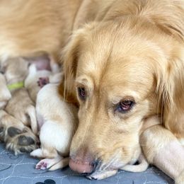 Golden Retriever Puppies from Ruff Life Goldens