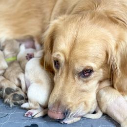 Golden Retriever Puppies from Ruff Life Goldens