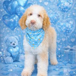 Zuzu RED ABSTRACT (was Zero) - Red male Bernedoodle puppy in Lookout, California from Remington Kennels, LLC