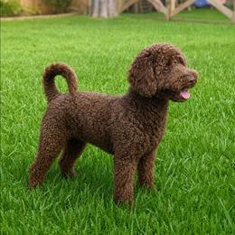Oliver - Goldendoodle