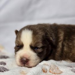 Bretagne - Red and white female Siberian Husky puppy in Buckeye, Arizona from Anime Huskies