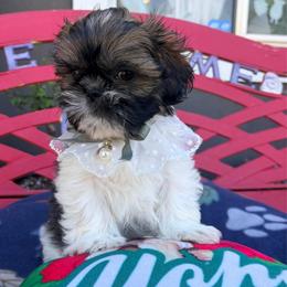 Ryan - Black gold and white male Shih Tzu puppy in Hemet, California from Aloha Shih Tzu