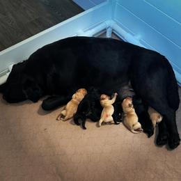 Labrador Retriever puppies from Cantina Labs and Cavs