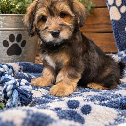 Choc - male Havapoo puppy in Medina, Ohio from Momma's Minis