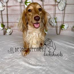 Dachshund All Grown Up from Lil Beanie Weenies Dachshunds