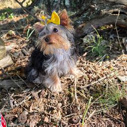 Precious - Black and tan female Yorkshire Terrier puppy in Salem, Missouri from Tiny Tot Yorkies