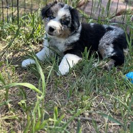 Australian Shepherd Puppies from 5280 Australian Shepherd