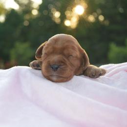 Cavalier King Charles Spaniel Puppies from Freeman's Royal Cavaliers